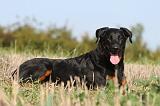 BEAUCERON 543